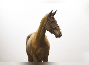 Koń westfalski, Klacz, 5 lat, 168 cm, Gniada