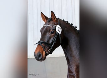 Koń westfalski, Klacz, 5 lat, 168 cm, Gniada