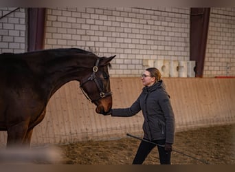 Koń westfalski, Klacz, 5 lat, 168 cm, Gniada