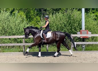 Koń westfalski, Klacz, 5 lat, 168 cm, Kara