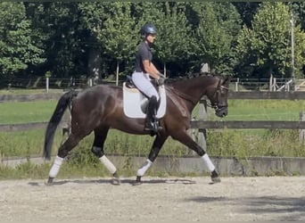 Koń westfalski, Klacz, 5 lat, 168 cm, Kara