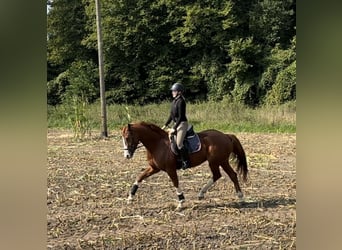 Koń westfalski, Klacz, 5 lat, 168 cm, Kasztanowata