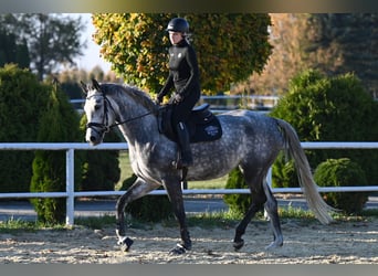 Koń westfalski, Klacz, 5 lat, 168 cm, Siwa jabłkowita