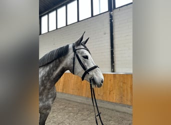 Koń westfalski, Klacz, 5 lat, 168 cm, Siwa jabłkowita