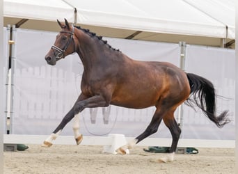 Koń westfalski, Klacz, 5 lat, 169 cm, Ciemnogniada