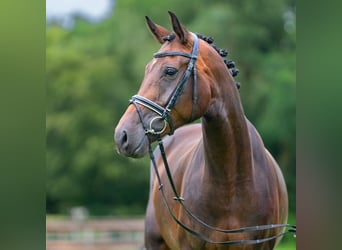 Koń westfalski, Klacz, 5 lat, 169 cm, Ciemnogniada