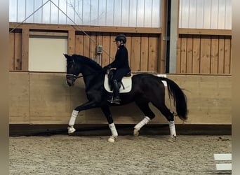 Koń westfalski, Klacz, 5 lat, 169 cm, Ciemnogniada