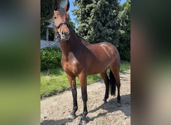 Koń westfalski, Klacz, 5 lat, 169 cm, Gniada