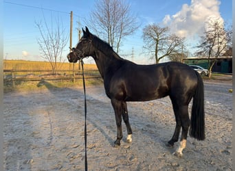 Koń westfalski, Klacz, 5 lat, 169 cm, Skarogniada