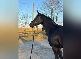 Koń westfalski, Klacz, 5 lat, 169 cm, Skarogniada