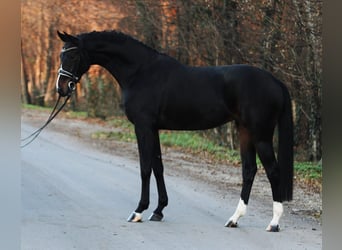 Koń westfalski, Klacz, 5 lat, 170 cm, Ciemnogniada