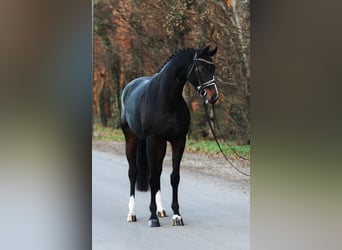 Koń westfalski, Klacz, 5 lat, 170 cm, Ciemnogniada