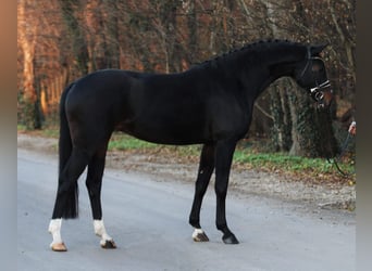 Koń westfalski, Klacz, 5 lat, 170 cm, Ciemnogniada