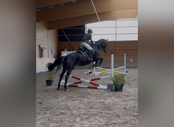Koń westfalski, Klacz, 5 lat, 170 cm, Ciemnogniada