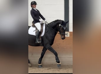 Koń westfalski, Klacz, 5 lat, 170 cm, Ciemnogniada
