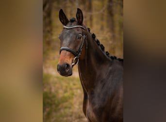 Koń westfalski, Klacz, 5 lat, 170 cm, Ciemnogniada