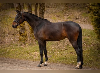 Koń westfalski, Klacz, 5 lat, 170 cm, Ciemnogniada