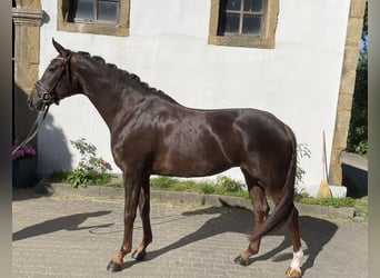 Koń westfalski, Klacz, 5 lat, 170 cm, Ciemnokasztanowata