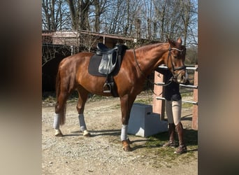 Koń westfalski, Klacz, 5 lat, 170 cm, Ciemnokasztanowata