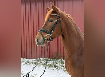 Koń westfalski, Klacz, 5 lat, 170 cm, Ciemnokasztanowata