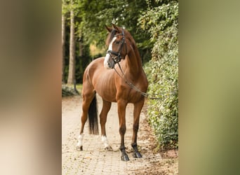 Koń westfalski, Klacz, 5 lat, 170 cm, Gniada