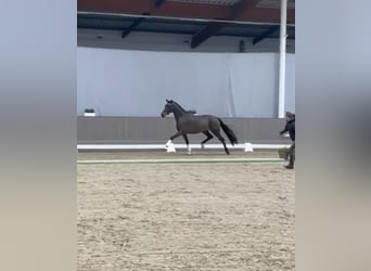 Koń westfalski, Klacz, 5 lat, 170 cm, Gniada