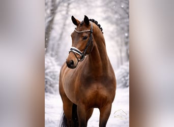 Koń westfalski, Klacz, 5 lat, 170 cm, Gniada