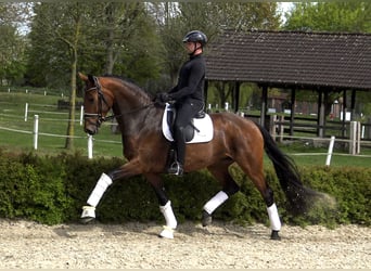 Koń westfalski, Klacz, 5 lat, 170 cm, Gniada