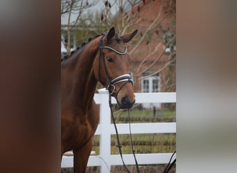 Koń westfalski, Klacz, 5 lat, 170 cm, Gniada