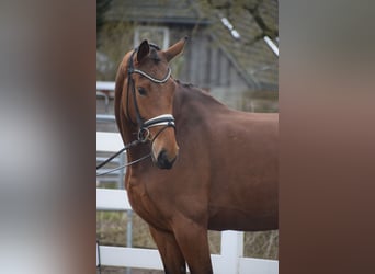 Koń westfalski, Klacz, 5 lat, 170 cm, Gniada