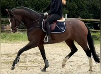 Koń westfalski, Klacz, 5 lat, 170 cm, Gniada