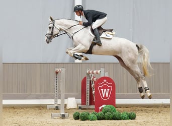 Koń westfalski, Klacz, 5 lat, 170 cm, Siwa