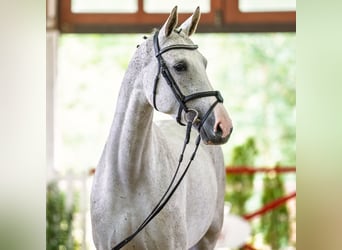 Koń westfalski, Klacz, 5 lat, 170 cm, Siwa