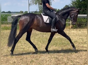 Koń westfalski, Klacz, 5 lat, 170 cm, Skarogniada