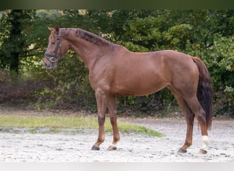 Koń westfalski, Klacz, 5 lat, 171 cm, Ciemnokasztanowata