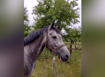 Koń westfalski, Klacz, 5 lat, 171 cm, Siwa jabłkowita