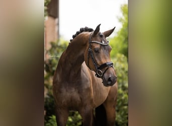 Koń westfalski, Klacz, 5 lat, 172 cm, Ciemnogniada