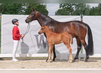 Koń westfalski, Klacz, 5 lat, 172 cm, Ciemnogniada