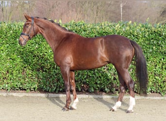 Koń westfalski, Klacz, 5 lat, 172 cm, Ciemnokasztanowata