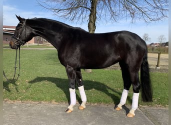 Koń westfalski, Klacz, 5 lat, 172 cm, Skarogniada