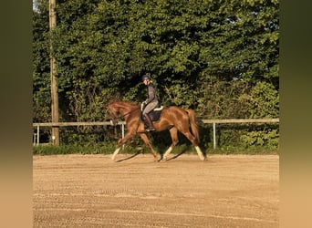 Koń westfalski, Klacz, 5 lat, 173 cm, Kasztanowata