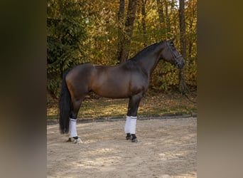 Koń westfalski, Klacz, 5 lat, 174 cm, Ciemnogniada