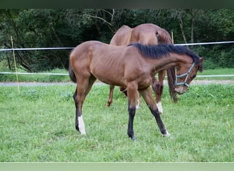 Koń westfalski, Klacz, 5 lat, 175 cm, Gniada