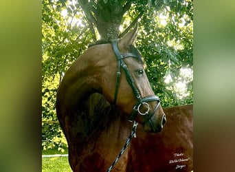 Koń westfalski, Klacz, 5 lat, 175 cm, Gniada