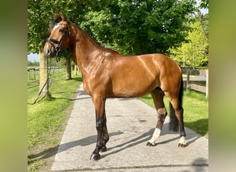 Koń westfalski, Klacz, 5 lat, 175 cm, Gniada