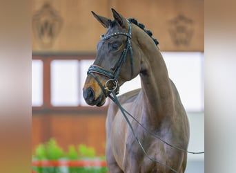 Koń westfalski, Klacz, 5 lat, 178 cm, Ciemnogniada
