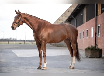 Koń westfalski, Klacz, 5 lat, 178 cm, Ciemnokasztanowata