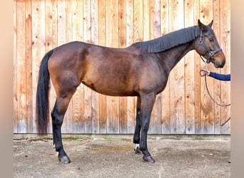 Koń westfalski, Klacz, 5 lat, 178 cm, Gniada