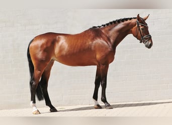 Koń westfalski, Klacz, 5 lat, 178 cm, Gniada