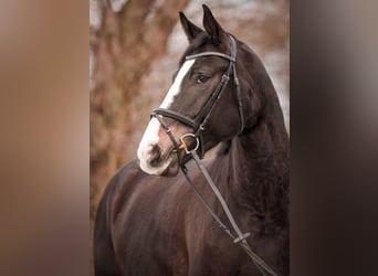 Koń westfalski, Klacz, 5 lat, 180 cm, Ciemnogniada